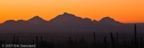 saguaro, cacti sagaro national park, sunset
